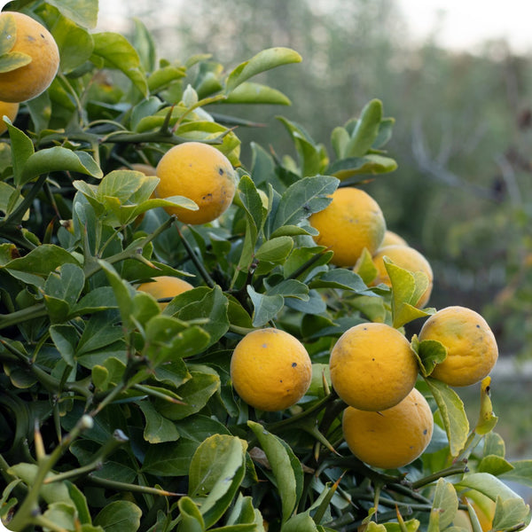 Hardy Orange (Poncirus trifoliata) – Seeds