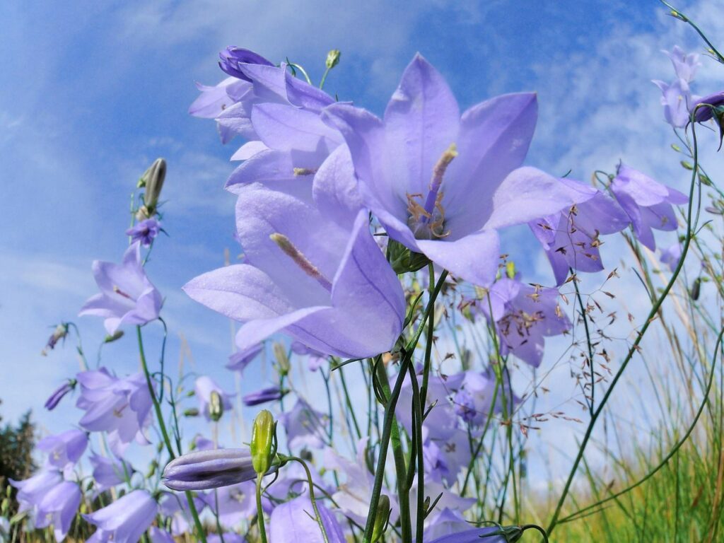 Harebell Flowers Seeds For Planting: Your Ultimate Guide to Growing and Caring for Harebell in Your Garden