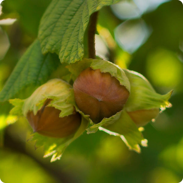 American Hazelnut (Corylus Americana) – Seeds