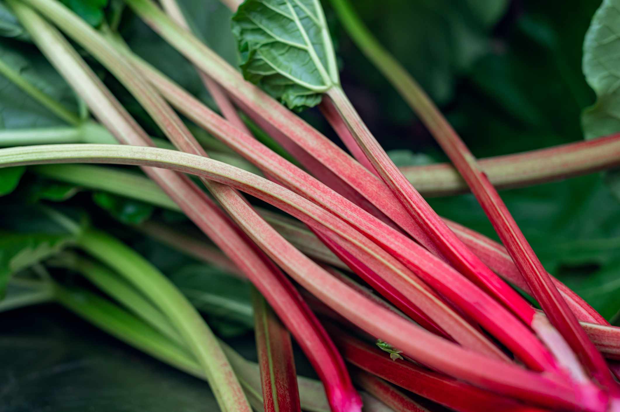 Planting and Gardening with Rhubarb Leafy Vegetable Seeds, An Extensive Guide to Growing This Nutritious Crop