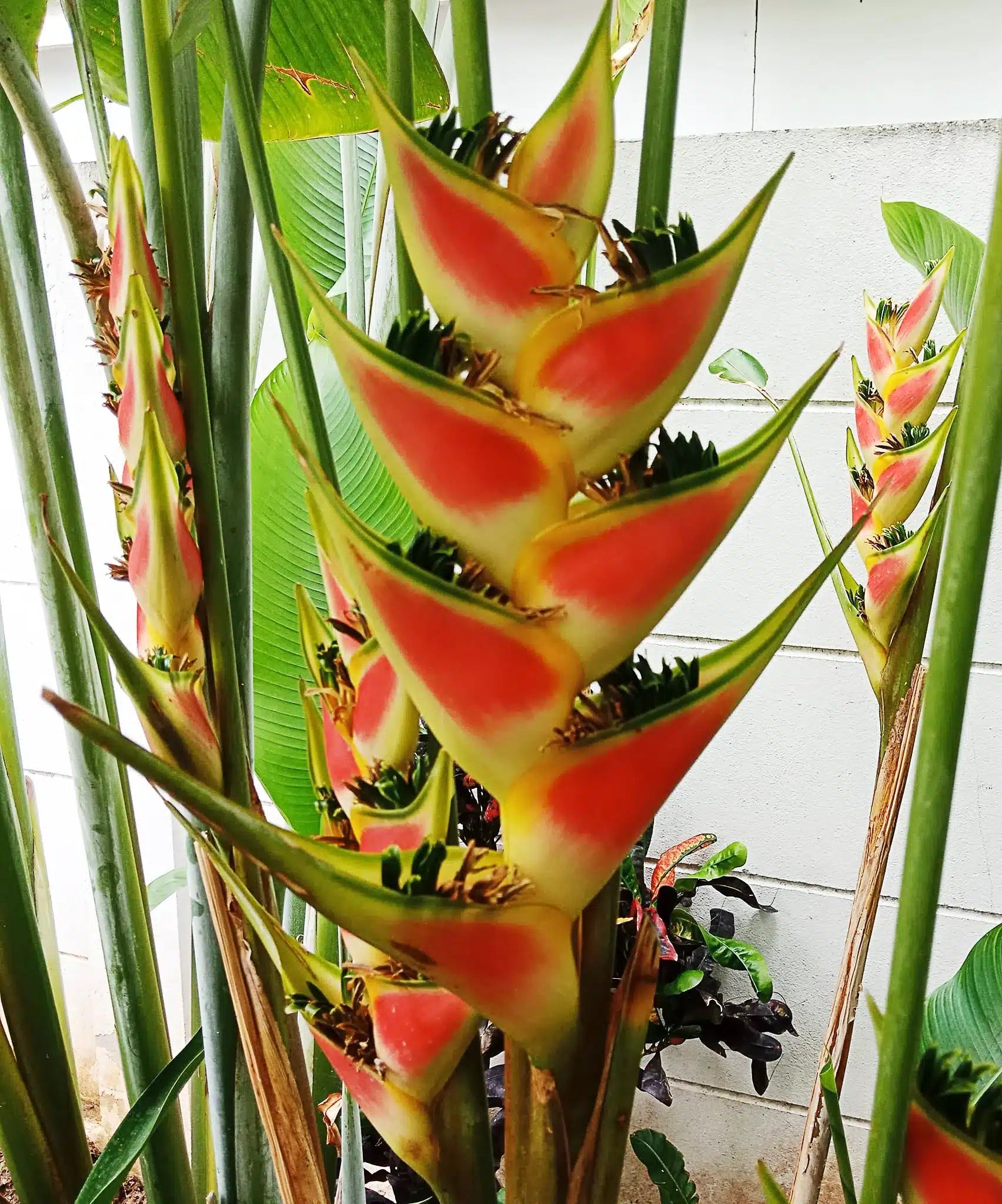 "Heliconia Wagneriana Plant Seeds for Planting - 100 pcs" - Plant Seeds