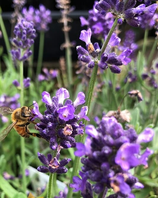 Silvery Blue Lavender Seeds – Elegant Fragrant Blooms for Gardens & Landscaping