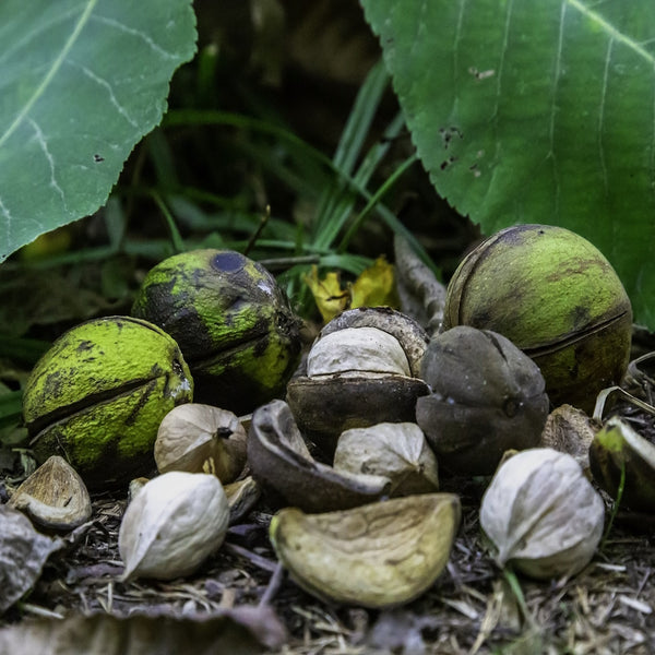 Shagbark Hickory (Carya ovata) – Seeds