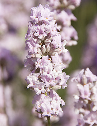 Soft Pink Lavender Seeds – Delicate Fragrant Blooms for Gardens & Landscaping