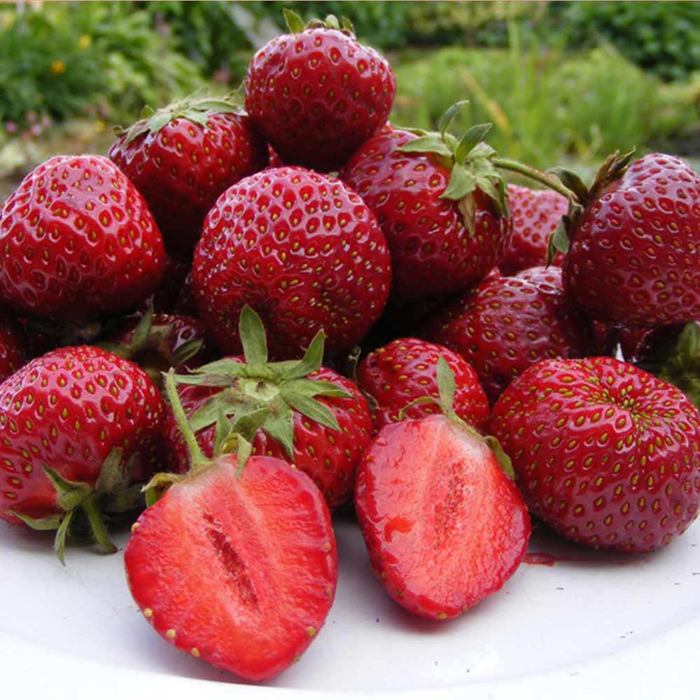 Honeoye Strawberry Seeds for Planting – Hardy, Early & High-Yield Berries