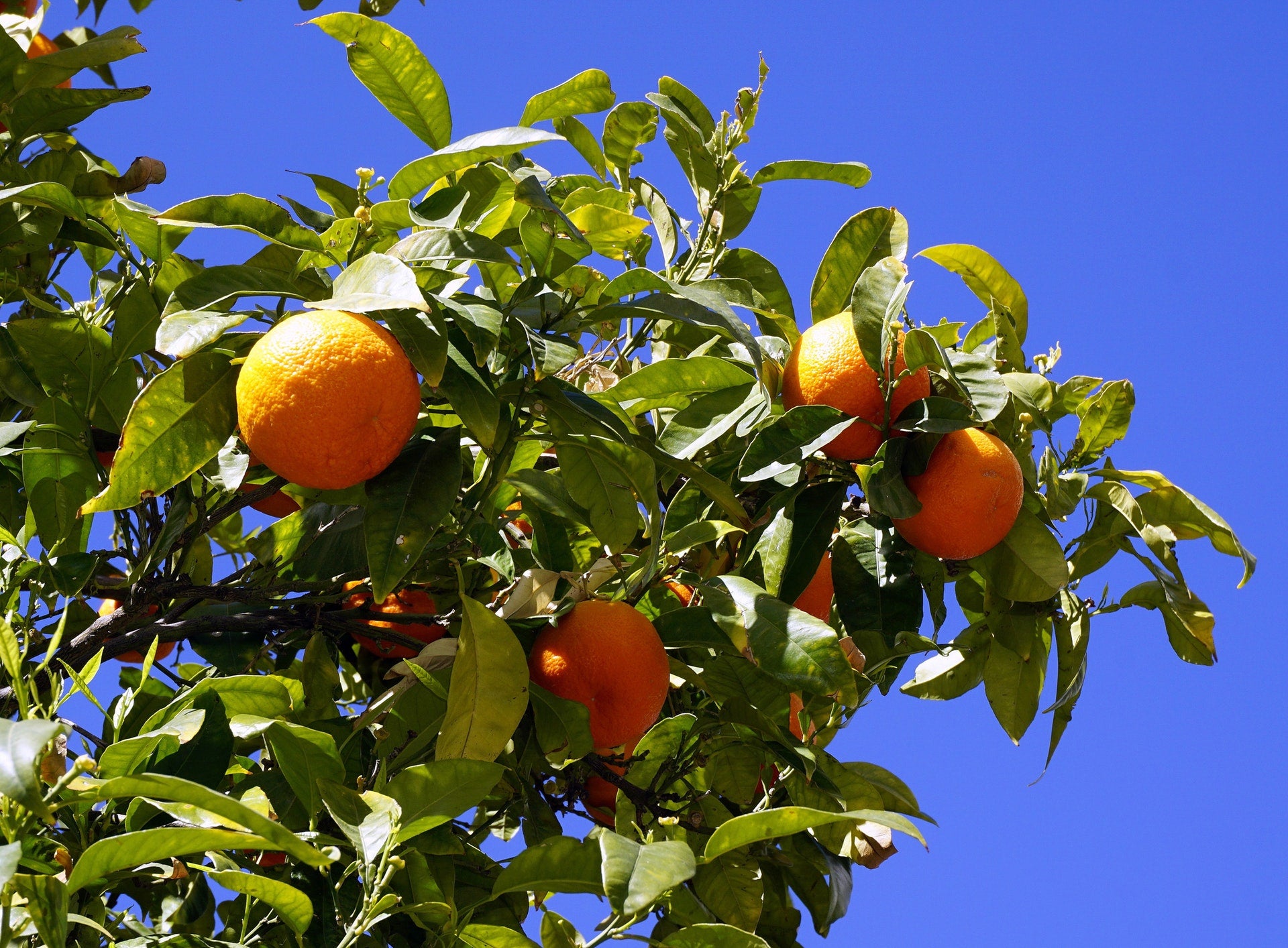 Temple Orange Seeds for Planting – Grow Sweet & Juicy Tangor Citrus Fruits