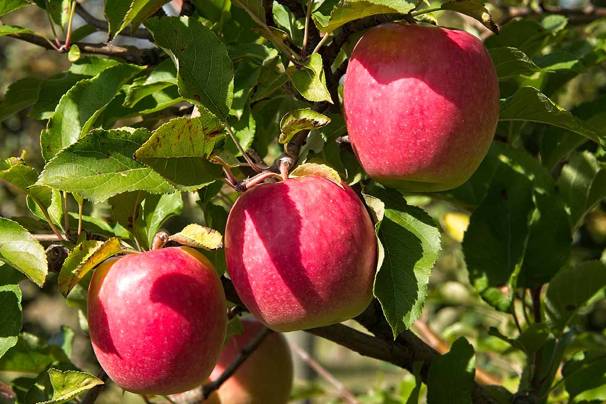 Pink Lady (Cripps Pink) Apple Seeds for Planting – Sweet-Tart & Crisp Apple Trees