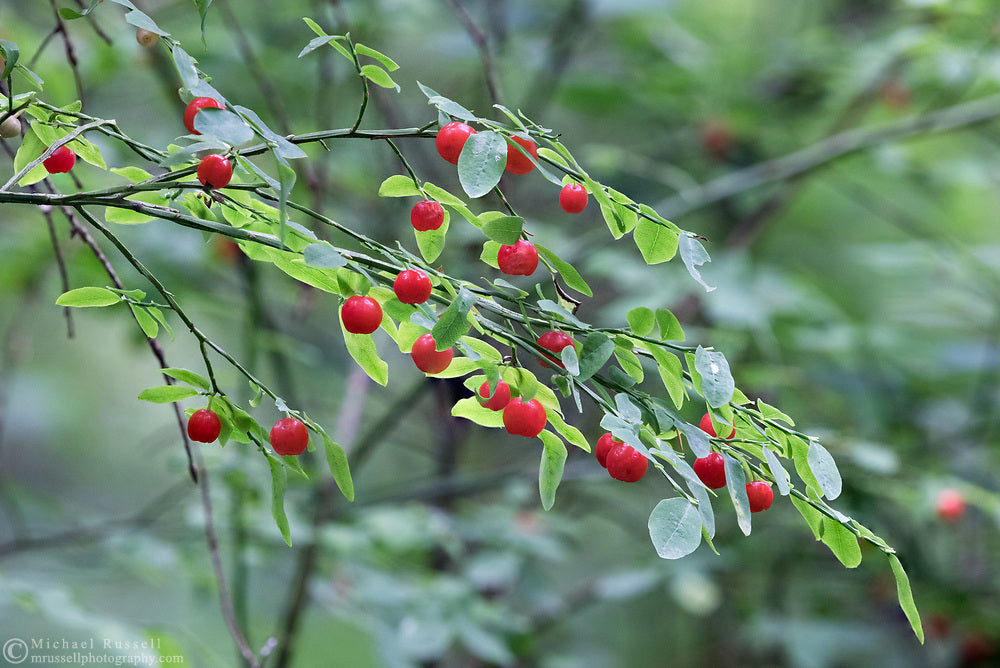 Planting Red Huckleberry Seeds - 100 pcs - Fruit Seeds