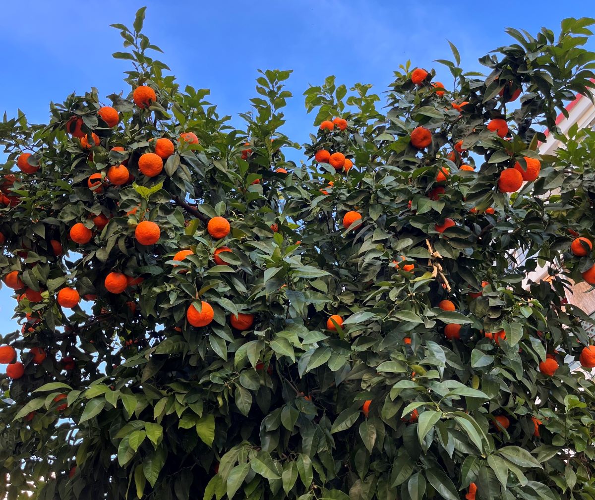 Seville Orange Seeds for Planting – Grow Tart & Flavorful Oranges Perfect for Marmalade