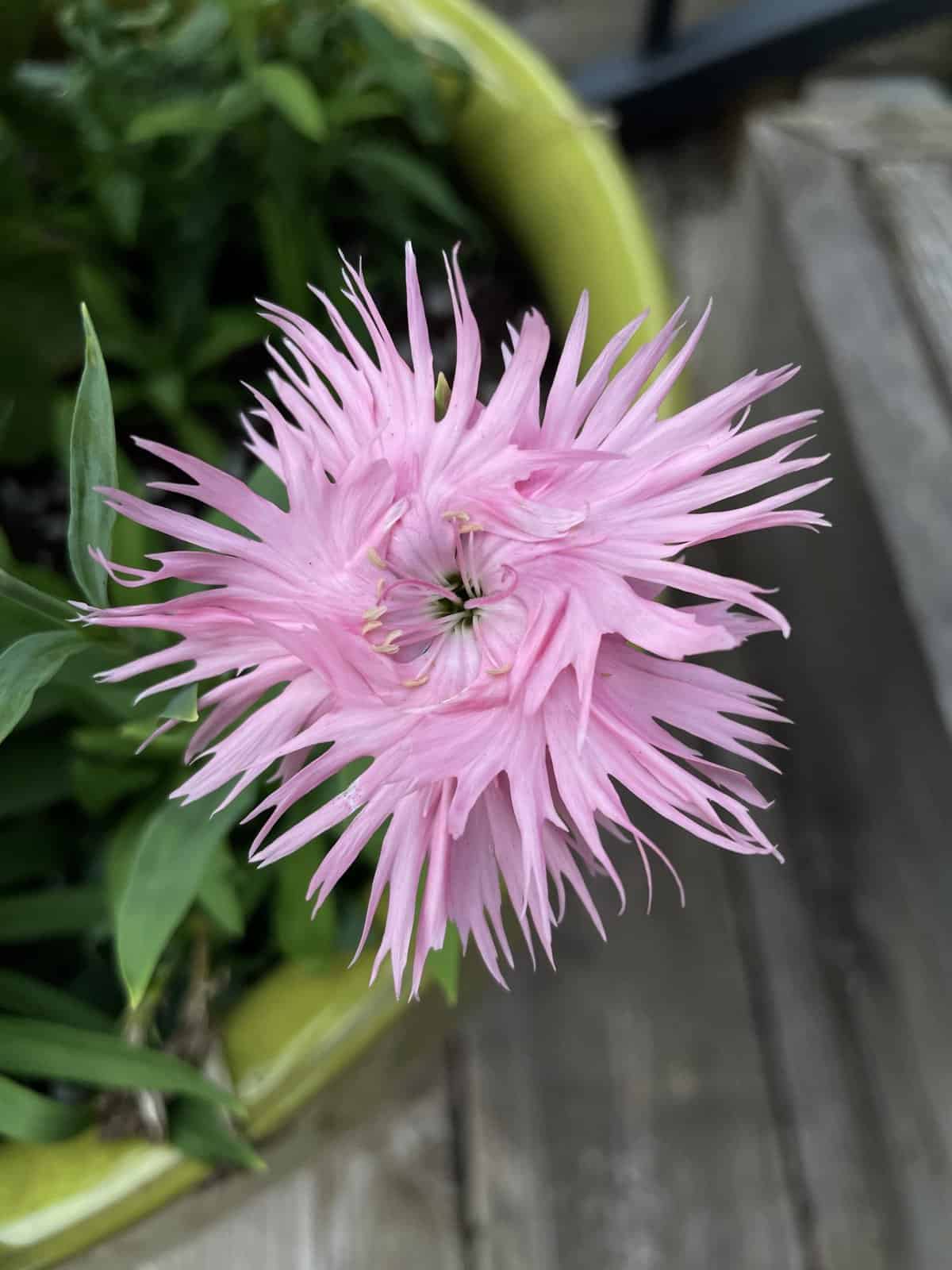 Supra Rosa Hybrid Dianthus Seeds, Planting - 100 pcs - Flower seeds