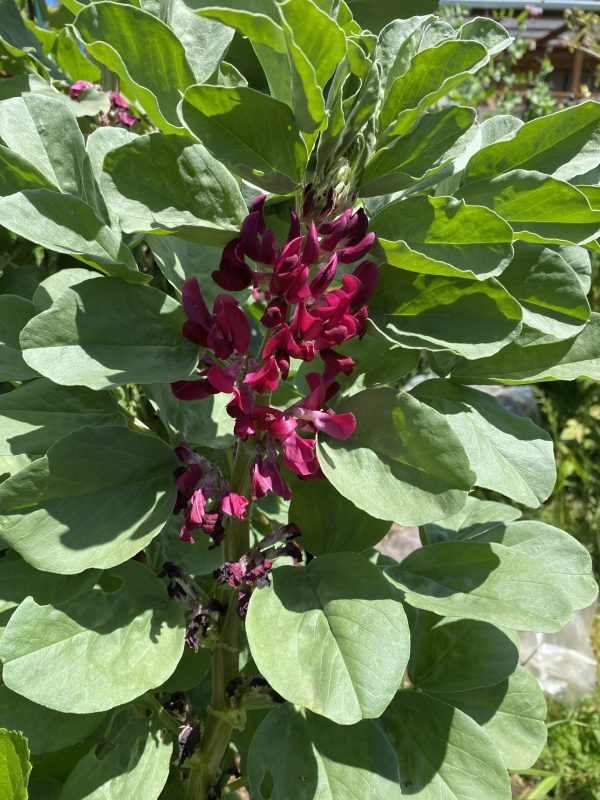 Saubohne Red Epicure Gemüsesamen zum Anpflanzen, ertragreiche, nahrhafte Bohnen für eine erfolgreiche Gartenernte