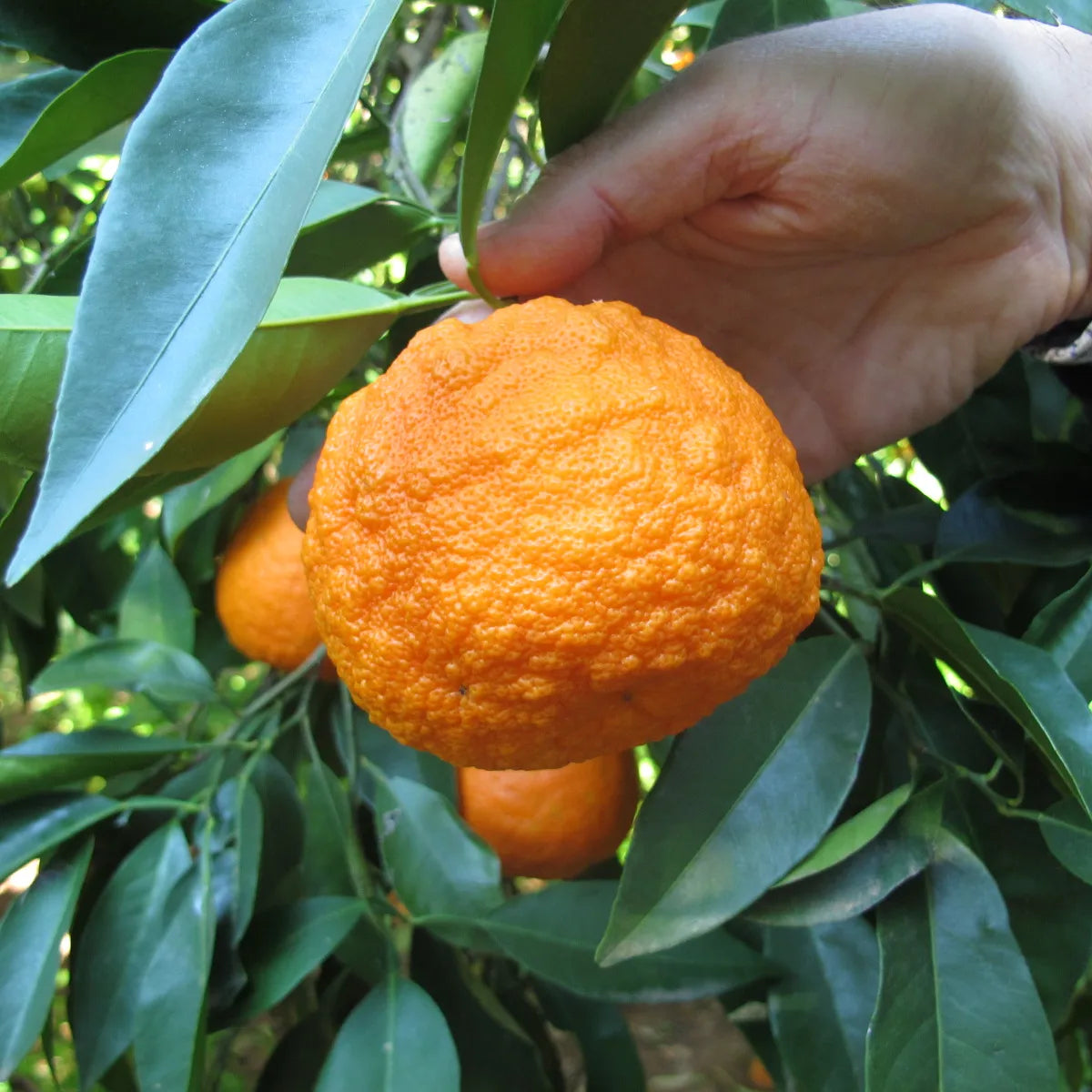 Seville Orange Seeds for Planting – Grow Tart & Flavorful Oranges Perfect for Marmalade