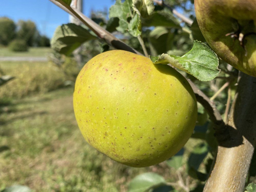 Roxbury Russet Apple Seeds for Planting – Golden-Brown Skin, Spicy & Sweet Heirloom Apples