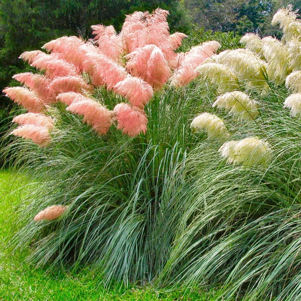 Pink Pampas Grass Seeds - Organic Non-GMO Ornamental Tall Feathery Blooms for Lawn & Garden - 100 Pcs