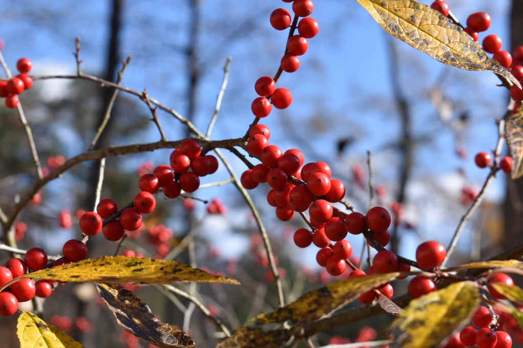 Carolina Holly (Ilex ambigua) – Native Deciduous Holly with Bright Red Berries