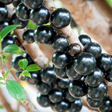Nurture Nature's Bounty, Jabuticaba Fruit Seeds for Vibrant Plantings