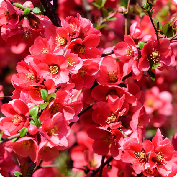 Kusa-Boke (Japanese Flowering) Quince Tree (Cydonia oblonga) – Seeds