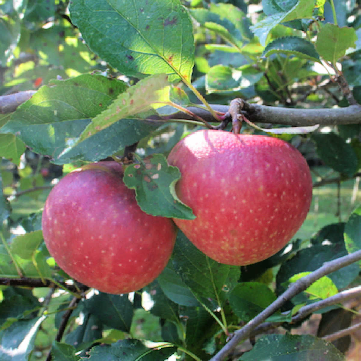 Jonathan Apple Seeds for Planting – Sweet & Tart Heirloom Apple Trees