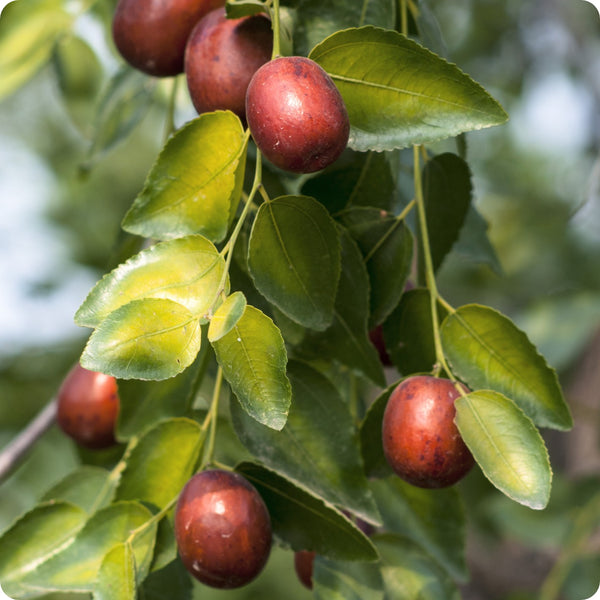 Jujube Tree (Ziziphus jujuba) – Seeds