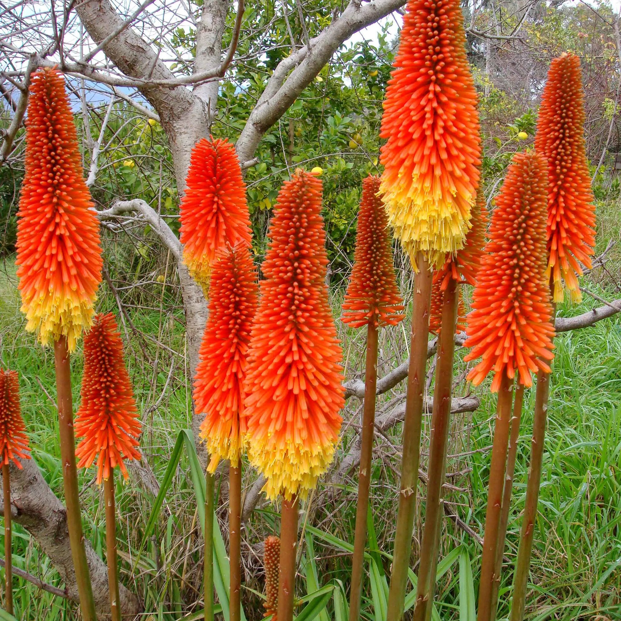 Red Hot Poker Kniphofia Samen - Feurige Blüten für eine beeindruckende Gartendekoration