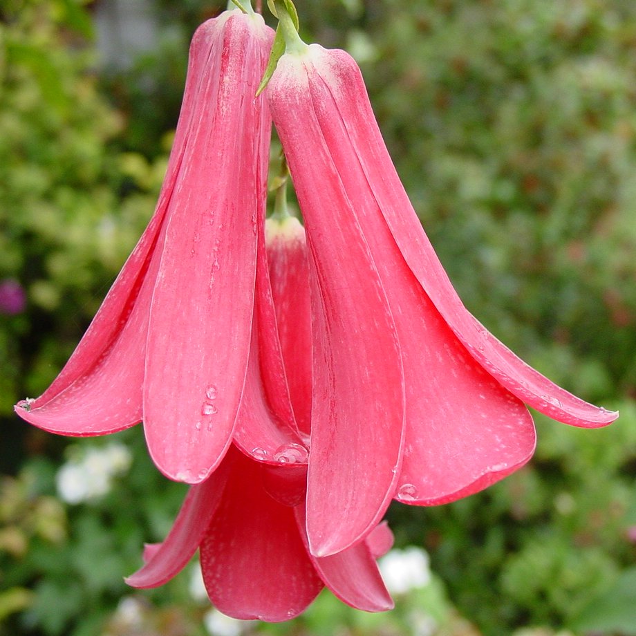 LAPAGERIA ROSEA - Graines de qualité supérieure pour la beauté florissante et l'élégance délicate de votre jardin !