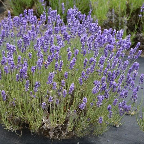 Unique Fernleaf Lavender with a Strong Herbal Scent