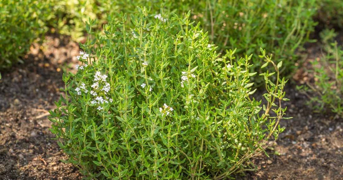 Thyme Seeds - Common Thyme for Planting in Your Garden