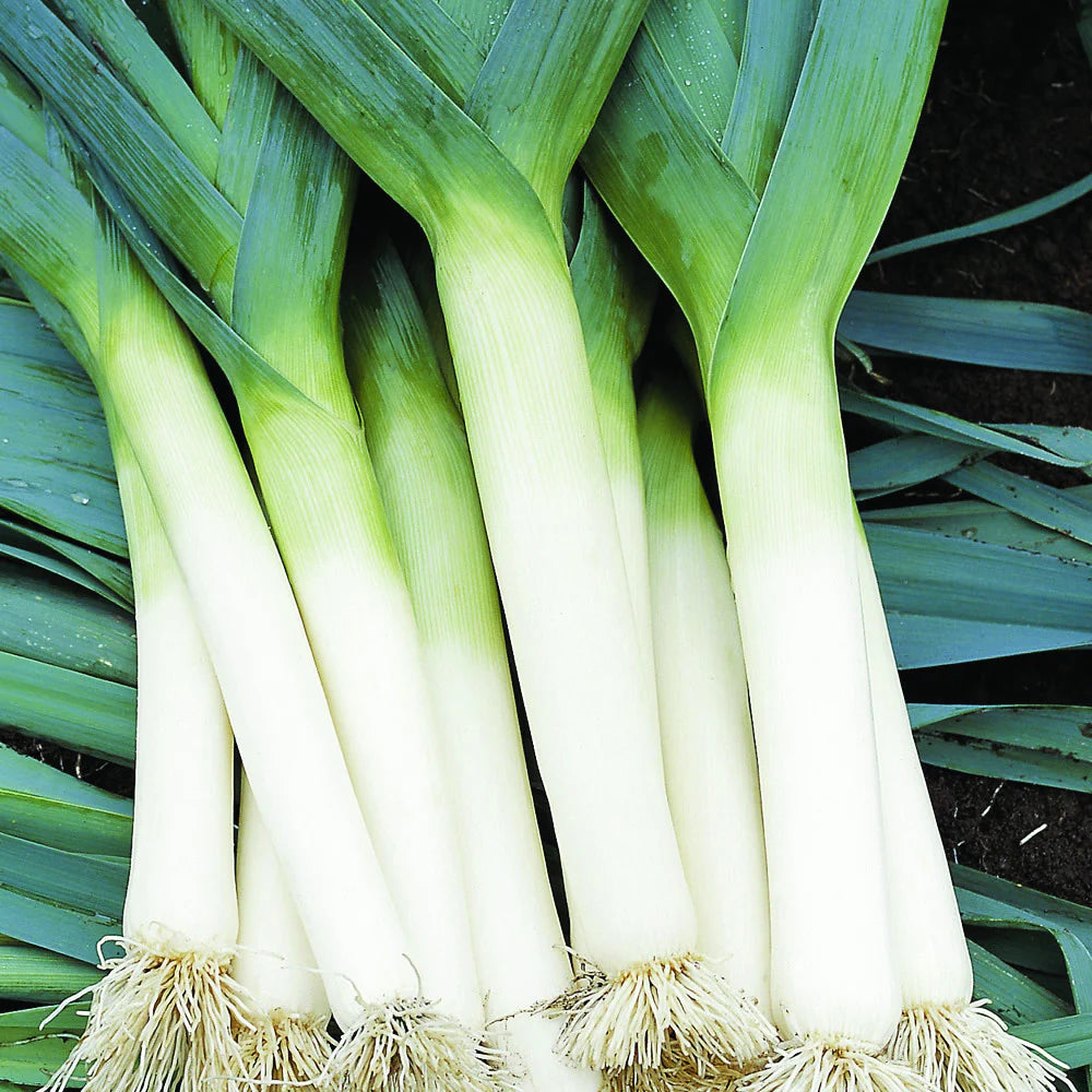 LEEK TADORNA Seeds for Vibrant Gardening | Premium Garden Seeds for Hearty Harvests