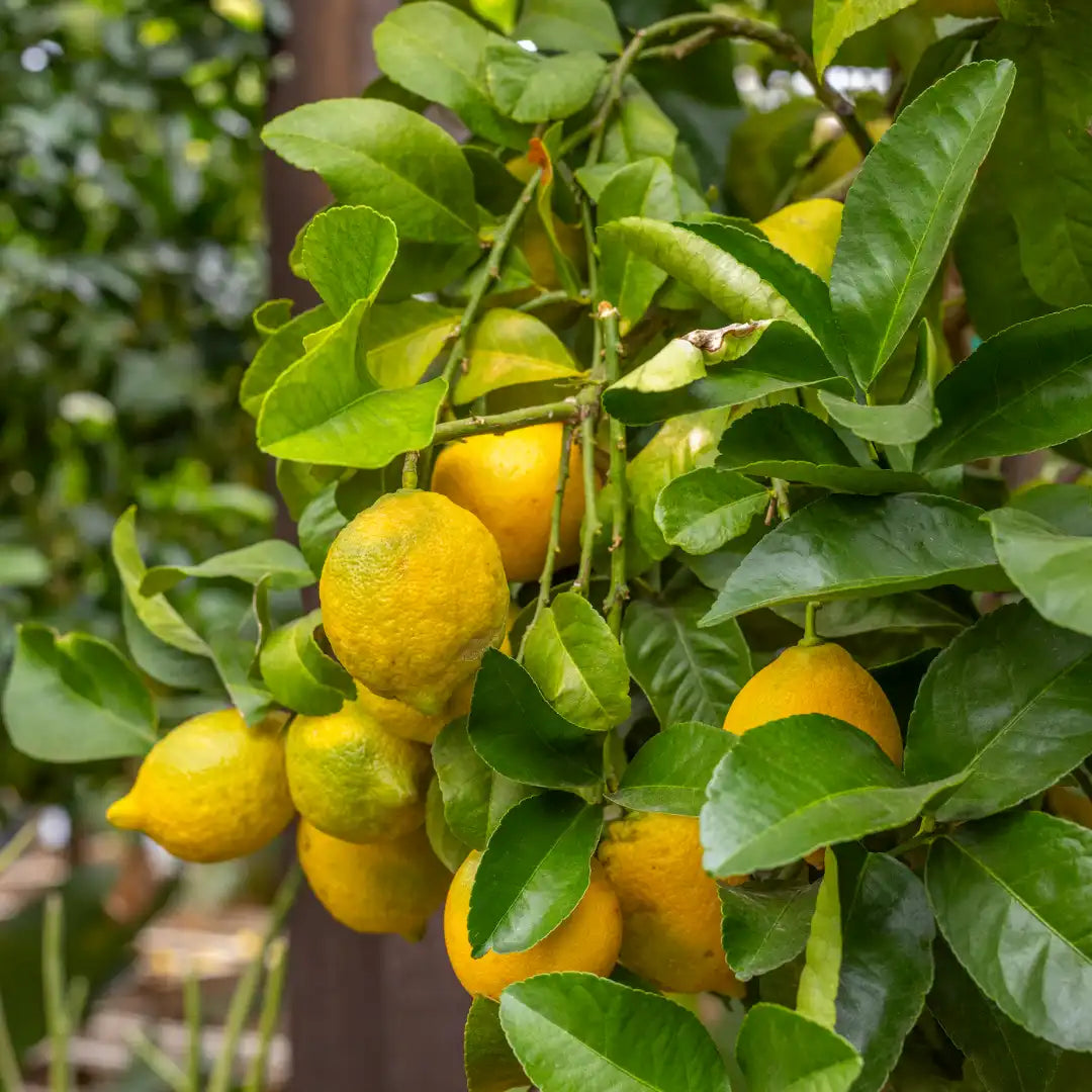 Lisbon Lemon Seeds for Planting – Grow Fresh Citrus Trees at Home