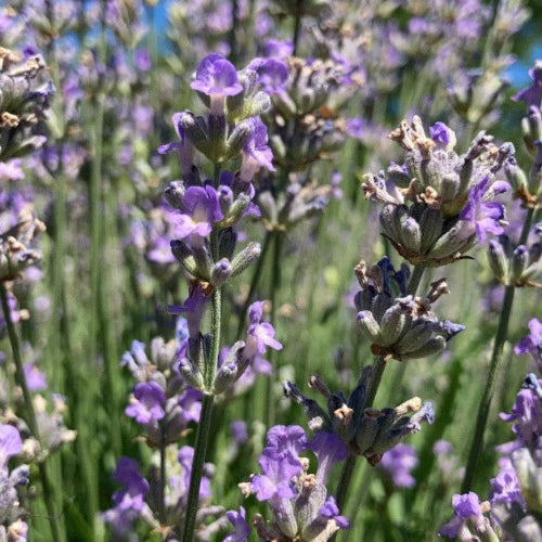 Silvery Blue Lavender Seeds – Elegant Fragrant Blooms for Gardens & Landscaping