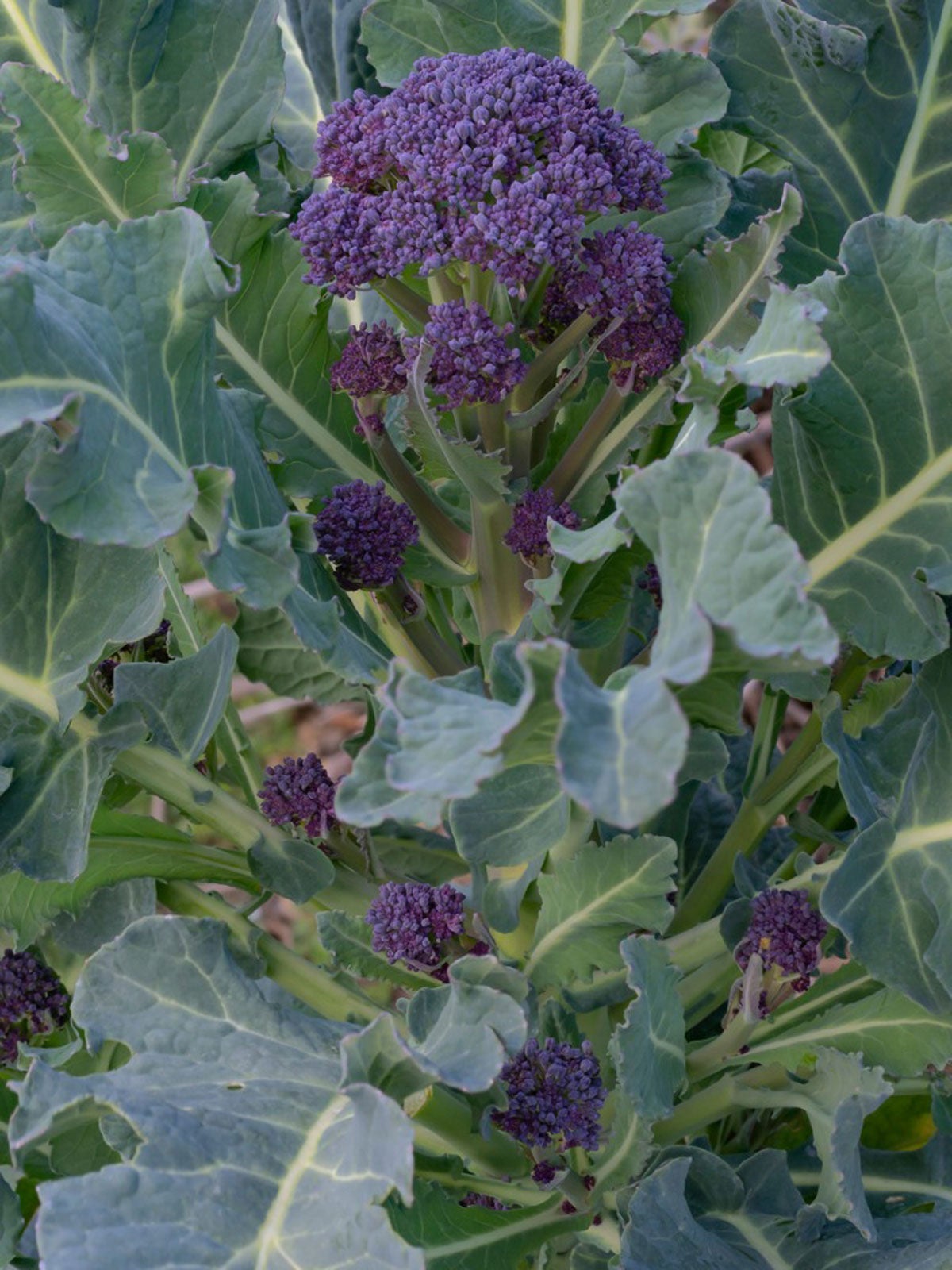 Early Purple Broccoli Seeds for Planting – 100 pcs - Vegetable Seeds