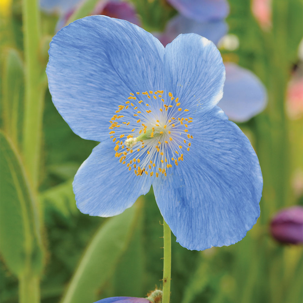 Meconopsis Grandis Flower Seeds, Stunning Blue Himalayan Poppy Seeds for Gardening, Perennial Blooms for Your Garden