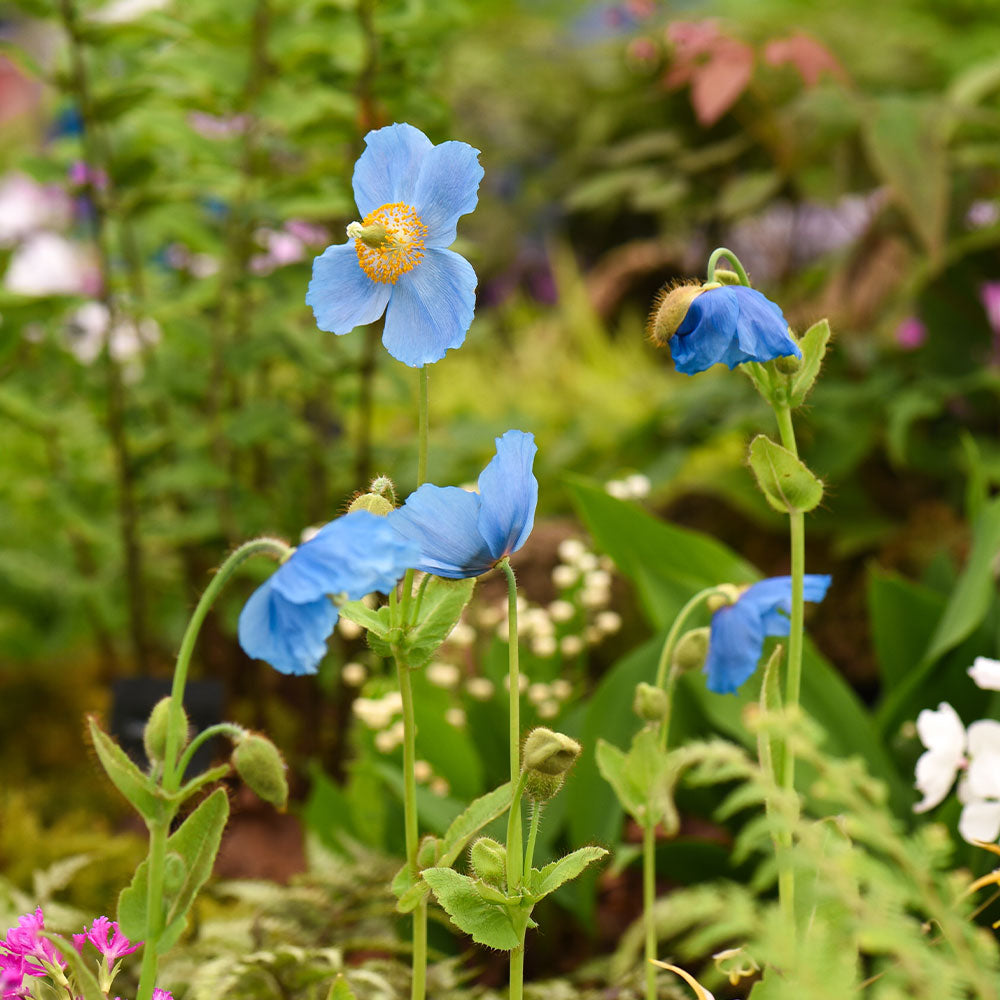 Meconopsis Grandis Flower Seeds, Stunning Blue Himalayan Poppy Seeds for Gardening, Perennial Blooms for Your Garden