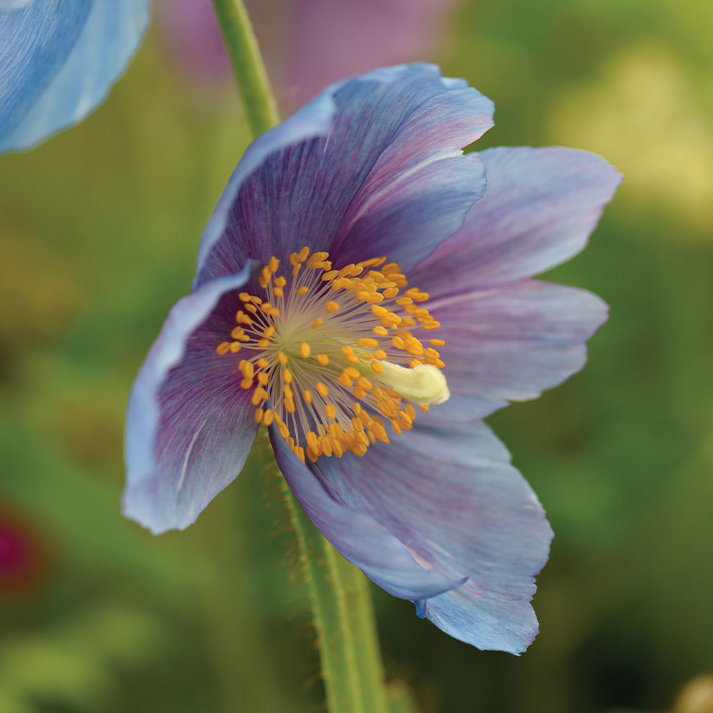 Meconopsis Grandis Flower Seeds, Stunning Blue Himalayan Poppy Seeds for Gardening, Perennial Blooms for Your Garden