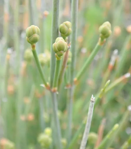 Graines d'éphédra sinica à planter, cultivez votre propre jardin d'éphédra, graines de qualité supérieure