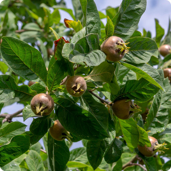 Medlar (Mespilus germanica) – Seeds