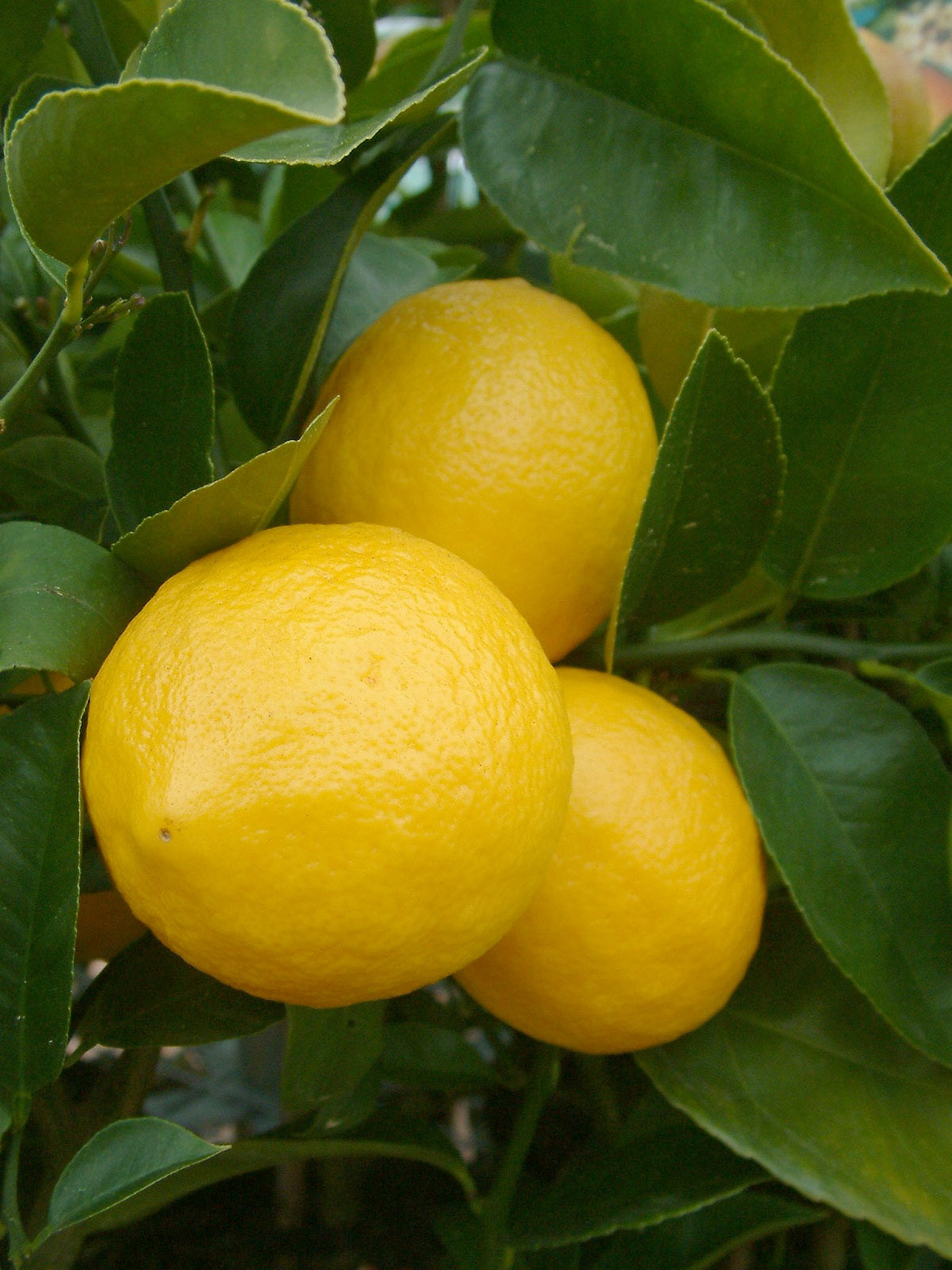 Genoa Lemon Seeds for Planting – Grow Flavorful Citrus Trees at Home