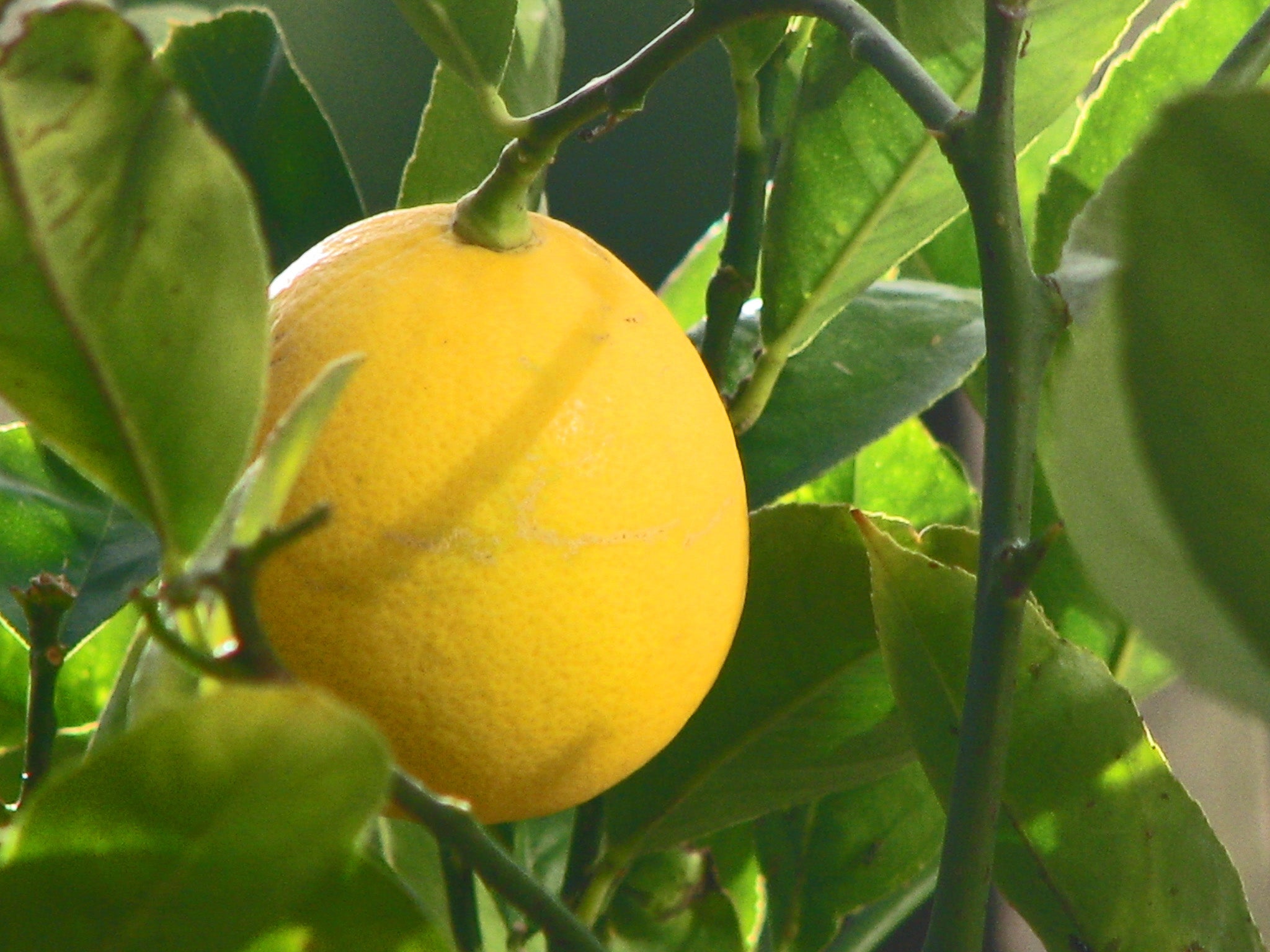 Meyer Lemon Seeds for Planting – Grow Sweet Citrus Trees at Home