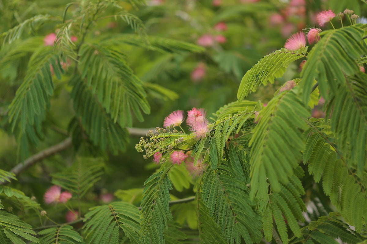 Pink Silk Mimosa Tree Seeds - 10 Pieces