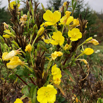 Wild Primrose Flower Seeds For Planting: Nurture Your Garden with Nature's Delicate Beauty and Flourish with Blooms of Timeless Elegance