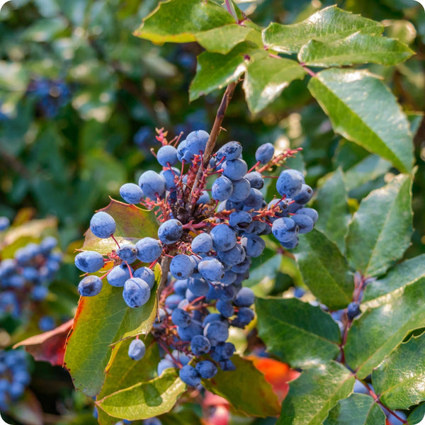 Oregon Grape (Mahonia aquifolium) – Seeds