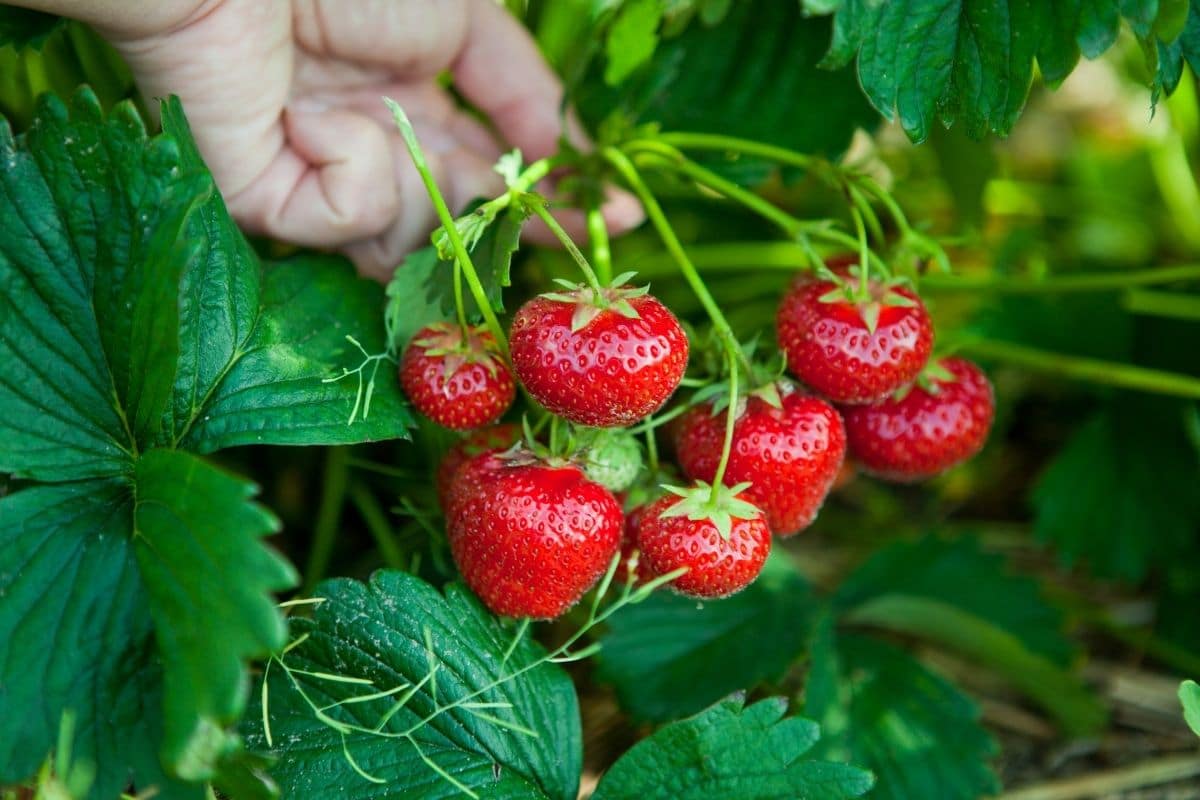 Ogallala Strawberry Seeds for Planting – Everbearing, Hardy & Sweet Berries