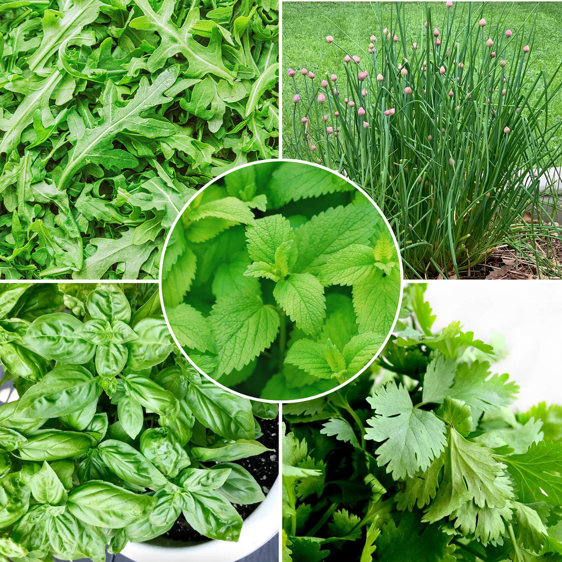 OrganicIndiaSeeds Culinary Herb seed Kit