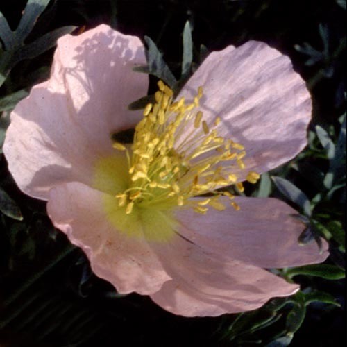 PAPAVER RADICATUM ROSEA Samen - Exquisite rosa Blüten für Ihre Gartenbeete und -rabatten - Einfach zu züchtende mehrjährige Blumensamen