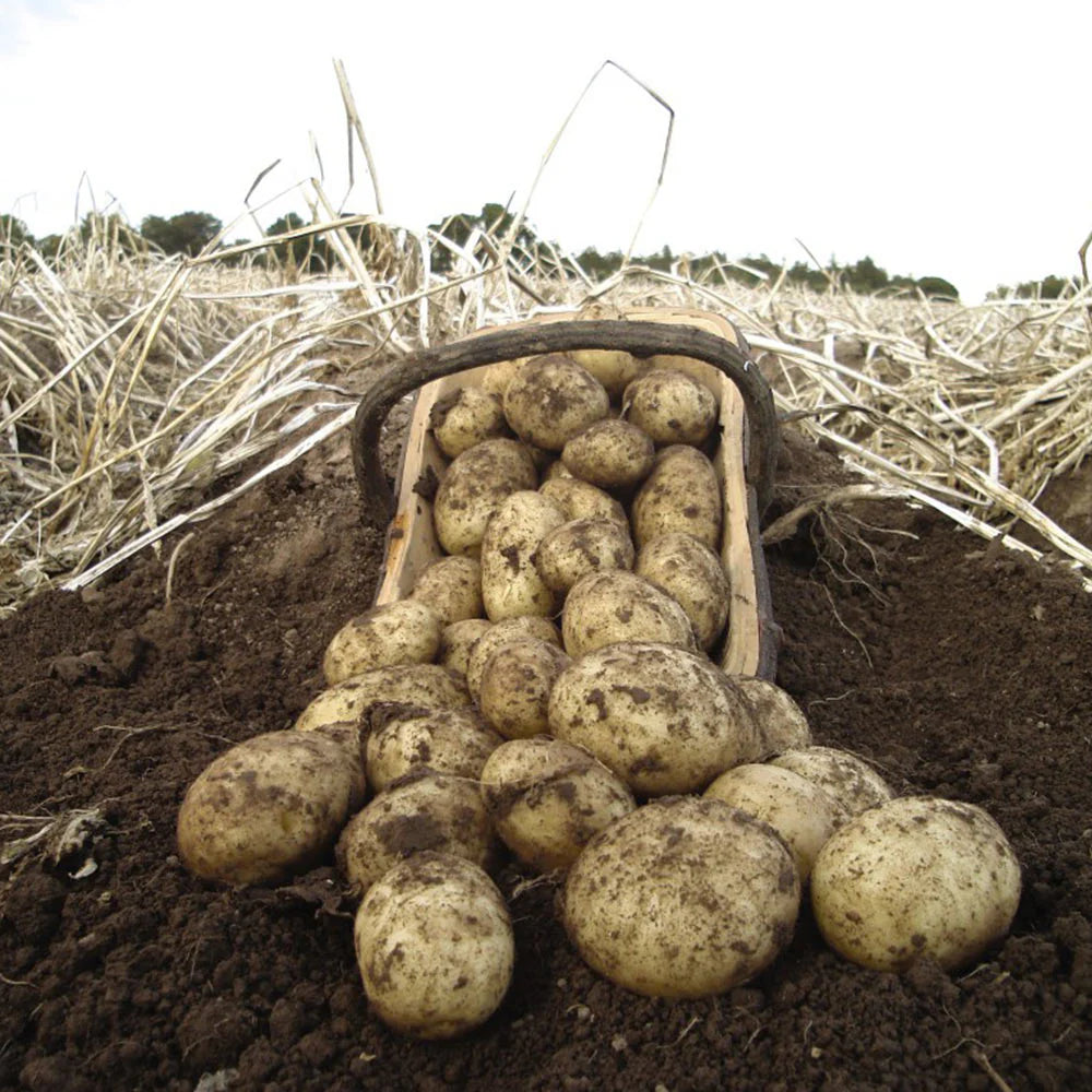 Semences de pommes de terre VALOR pour des jardins florissants – Pommes de terre à haut rendement, résistantes aux maladies et faciles à cultiver pour les jardiniers amateurs et les agriculteurs