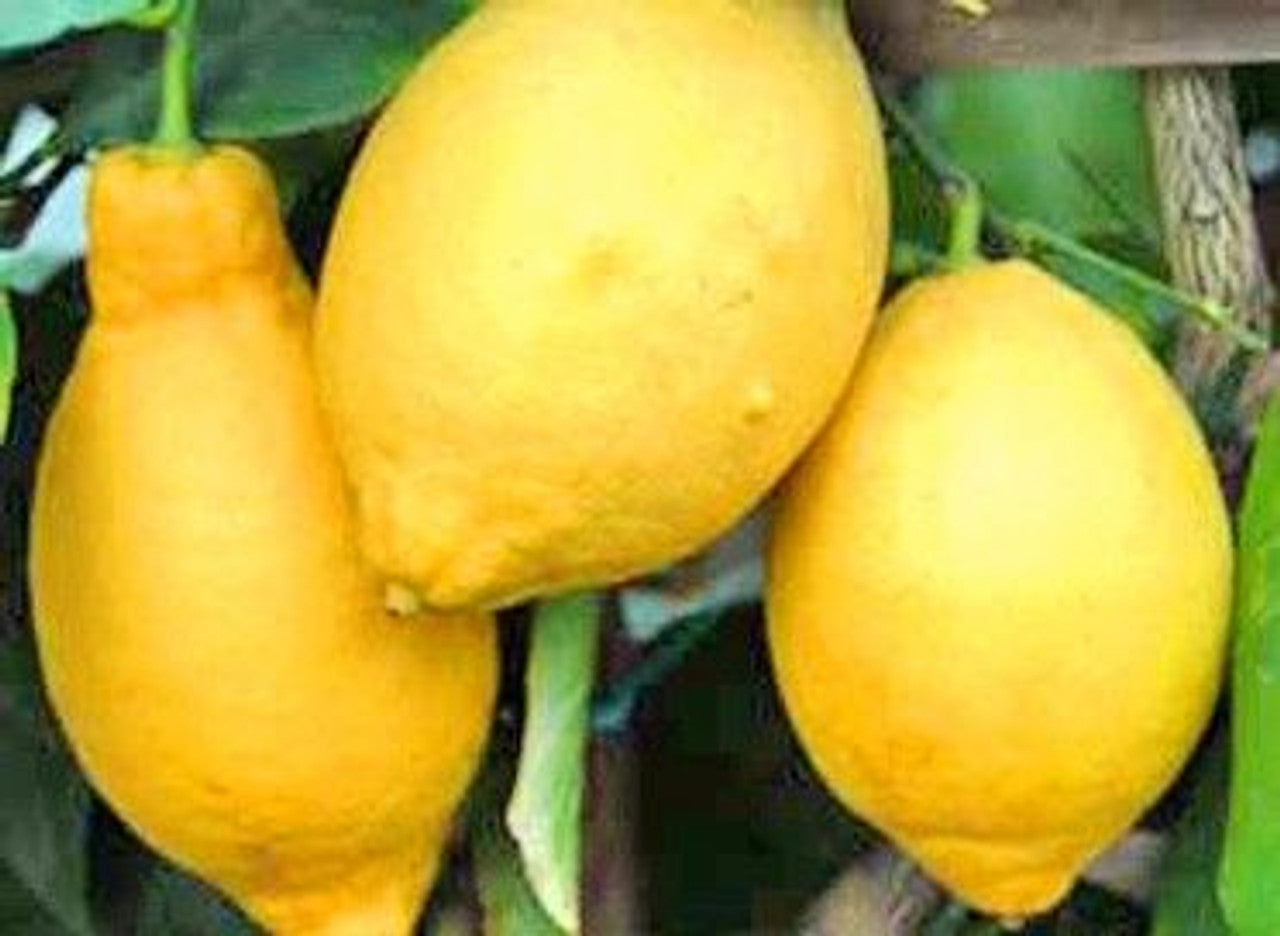 Villafranca Lemon Seeds for Planting – Grow Classic Citrus Trees at Home