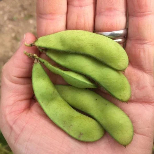 Midori Giant Edamame Soybean Seeds for Planting - 100 pcs - Vegetable Seeds