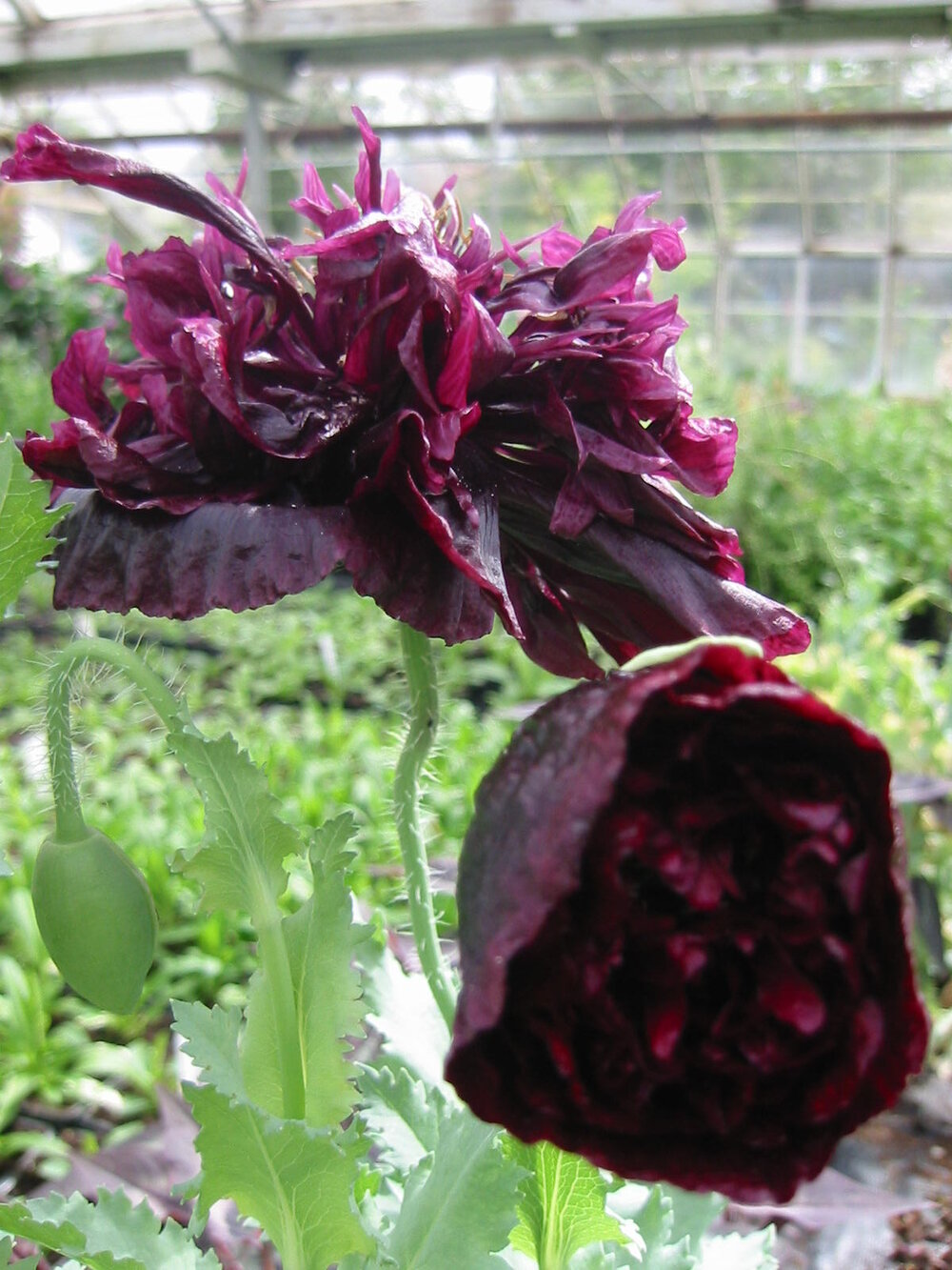 Papaver Paeoniflorin Black Peony Seeds - Elegant Black Poppy Blooms for Garden