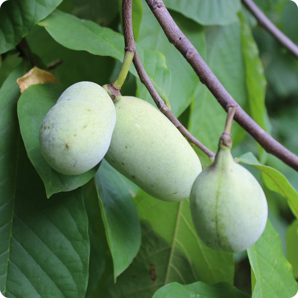 Cultivated/Improved Pawpaw (Asimina triloba) – Seeds