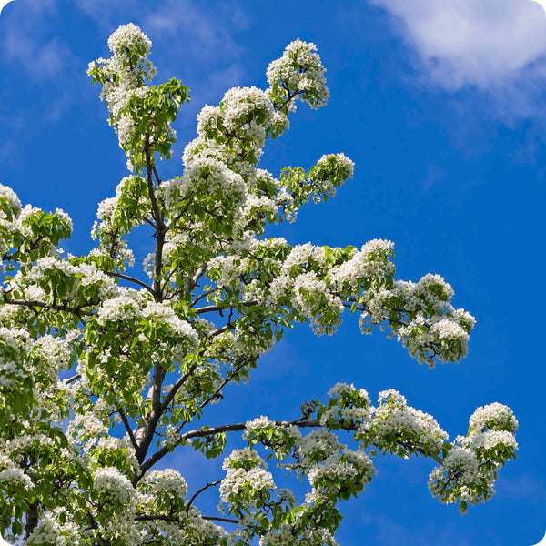 Ussurian Pear (Pyrus ussuriensis) – Seeds